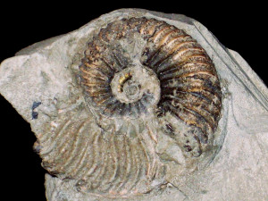 Endemoceras noricum ( Roemer, 1836 )