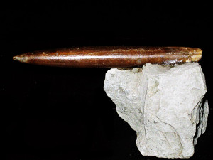 Hibolithes subfusiformis ( Raspail, 1829 )