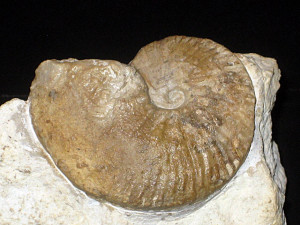 Karakaschiceras pronecostatum ( Felix, 1891 )