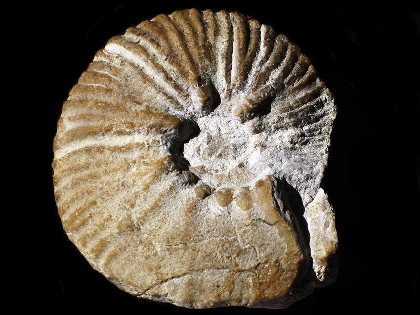 Karakaschiceras pronecostatum ( Felix, 1891 )