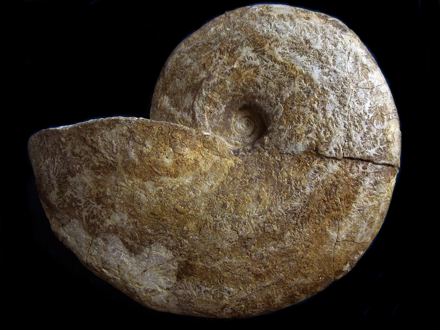 Leopoldia levigata ( Busnardo & Thieuloy, 1989 )