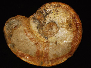 Lyticoceras cryptoceras ( d'Orbigny, 1840 )