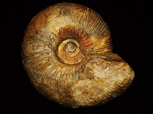 Olcostephanus ( Olcostephanus ) astiericeras ( d’Orbigny, 1840 )