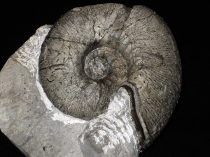 Olcostephanus ( Olcostephanus ) sayni ( Kilian, 1896 )