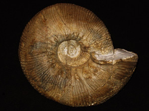 Olcostephanus ( Olcostephanus ) sayni ( Kilian, 1896 )