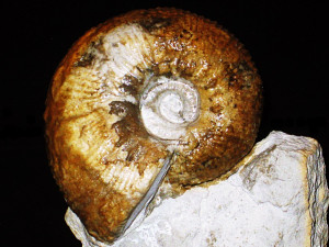 Olcostephanus ( Olcostephanus ) variegatus ( Paquier, 1900 )