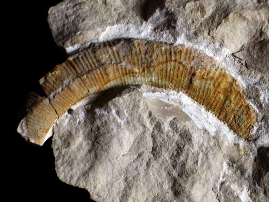 Pseudomoutoniceras annularis ( d'Orbigny, 1842 )
