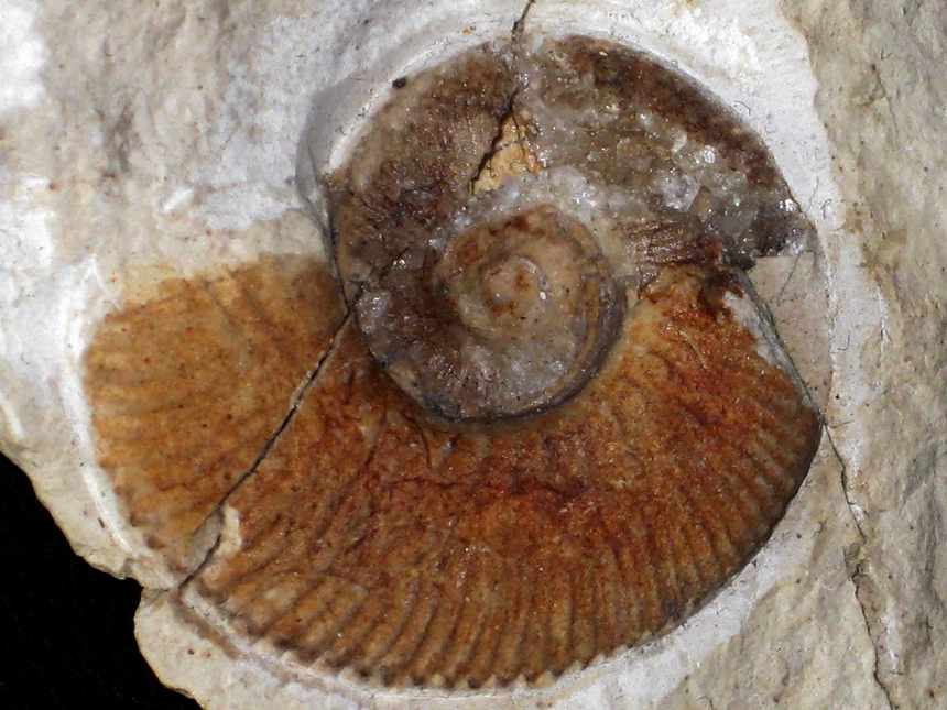 Pseudothurmannia mortilleti ( Pictet & de Loriol, 1858 )