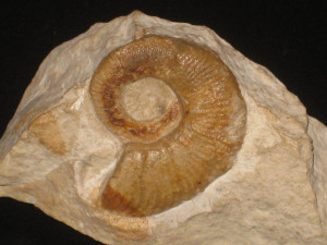 Pseudothurmannia ohmi ( Winkler, 1868 )
