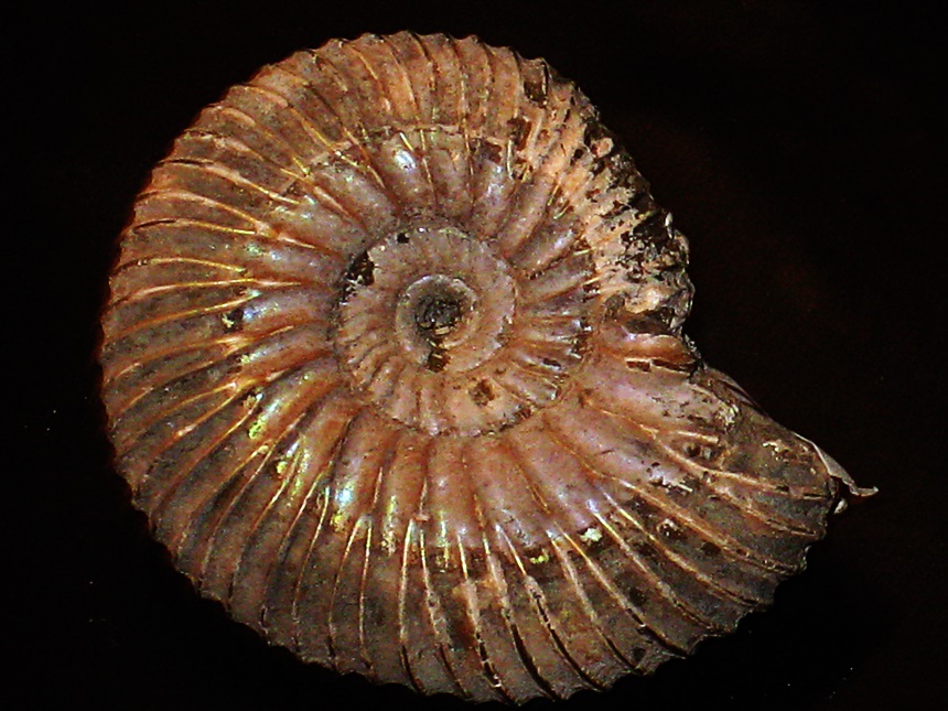 Simbirskites ( Craspedodiscus ) kayseri ( Neumayr & Uhlig, 1881 )