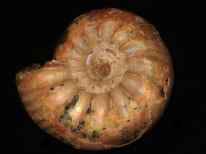 Simbirskites ( Milanowskia ) decheni ( Römer, 1841 )