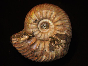 Simbirskites ( Milanowskia ) staffi ( Wedekind, 1910 )