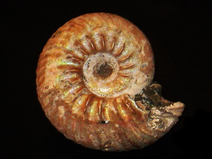 Simbirskites ( Speetoniceras ) inversum ( Pavlow, 1886 )