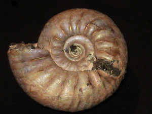 Simbirskites ( Speetoniceras ) subinversus ( Pavlow, 1886 )