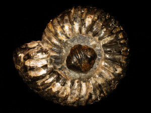 Simbirskites ( Speetoniceras ) versicolor ( Trautschold, 1865 )