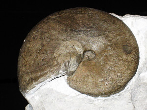 Subsaynella begudensis ( Thieuloy & Bulot, 1992 )