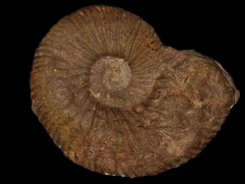 Teschenites neocomiensiformis ( Hohenegger in Uhlig, 1902 )