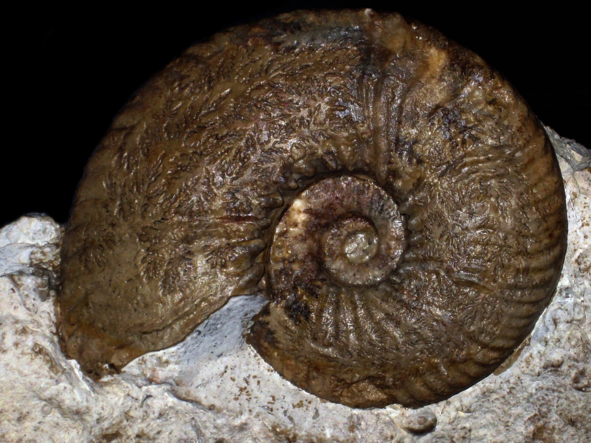 Teschenites polygonius ( Autran, 1989 )