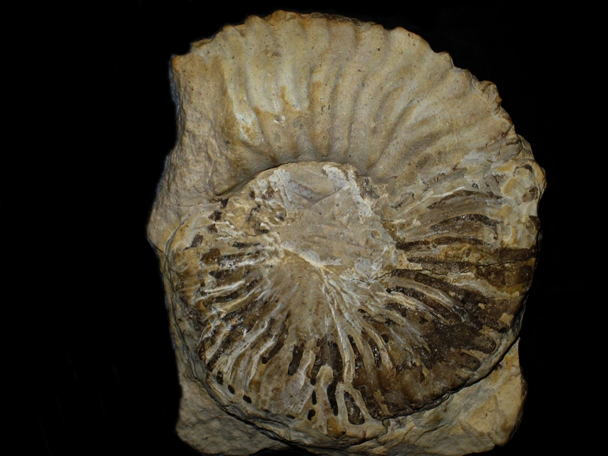 Teschenites subflucticulus ( Reboulet, 1995 )