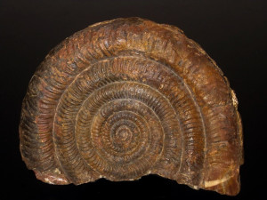 Alpinoceras haueri ( Gümbel in Neumayr, 1879 )