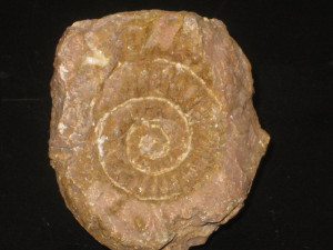 Alpinoceras perspiratus ( Wähner, 1887 )