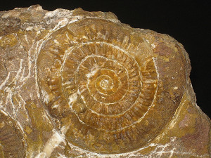 Alpinoceras seebachi ( Neuymayr, 1879 )