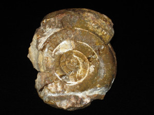 Alsatites cycloides ( Wähner, 1886 )