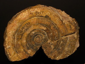 Alsatites proaries ( Neumayr, 1879 )