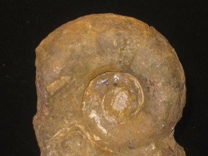 Analytoceras articulatum ( Sowerby in d'Orbigny, 1849 )