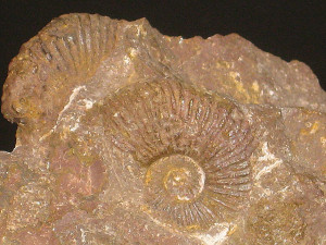 Angulaticeras marmoreum ( Wähner, 1884 )