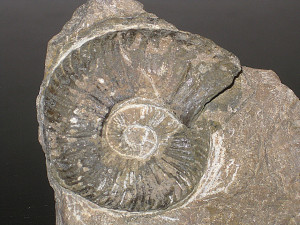Angulaticeras trapezoidale ( Sowerby in Wähner, 1884 )