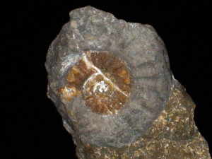 Psiloceras ( Caloceras ) posttorus ( Lange, 1952 )