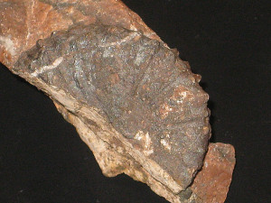 Ectocentrites petersi ( Hauer, 1856 )