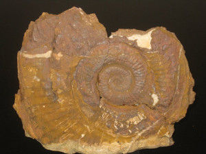 Ectocentrites petersi ( Hauer, 1856 )