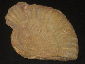 Gonioptychoceras sebanum ( Pichler in Neumayr, 1879 )