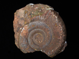 Laqueoceras crebricinctum ( Wähner, 1884 )