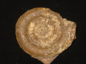 Laqueoceras sublaqueus ( Wähner, 1886 )