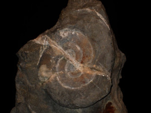Neophyllites imitans ( Lange, 1941 )
