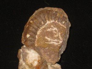 Paracaloceras centauroides (Savi & Meneghini in Wähner, 1887)