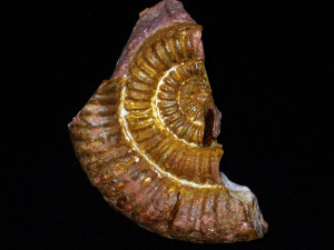 Paracaloceras centauroides (Savi & Meneghini in Wähner, 1887)