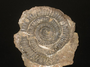Paracaloceras ( Paracaloceras ) coregonensis ( Sowerby in de la Beche, 1831 )