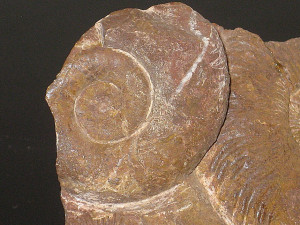 Pleuracanthites ( Parapsiloceras ) biformis ( Sowerby & Canavari in Wähner, 1884 )