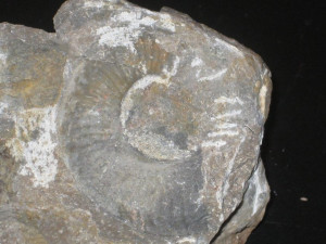 Pseudaetomoceras castagnolai ( Cocchi in Canavari, 1882 )