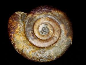 Psiloceras ( Psiloceras ) becki ( M. Schmidt, 1925 )