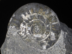 Psiloceras ( Caloceras ) bloomfieldense ( Donovan, 1956 )