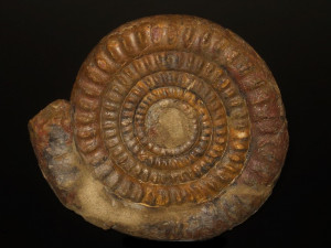 Psiloceras ( Caloceras ) johnstoni ( Sowerby, 1824 )