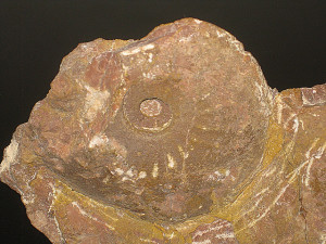 Psiloceras ( Discamphiceras ) atanatense ( Wähner, 1883 )