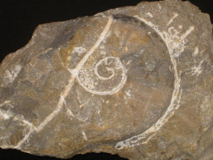 Psiloceras ( Discamphiceras ) calcimontanum ( Wähner, 1883 )