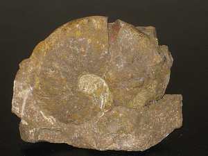 Psiloceras ( Discamphiceras ) guidonii ( Wähner, 1883 )