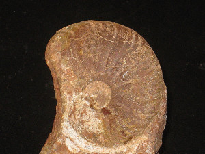 Psiloceras ( Discamphiceras ) guidonii ( Wähner, 1883 )